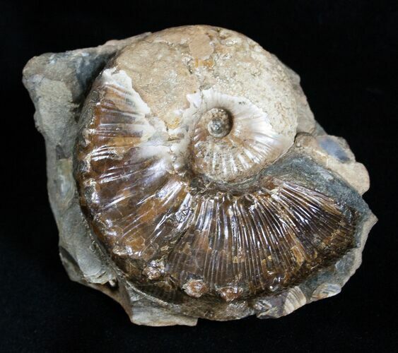 Beautiful Jeletzkytes Ammonite - Inches #2055